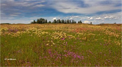  Clarkia-Buckwheat