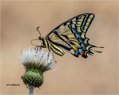  Two-tailed Tiger Swallowtail