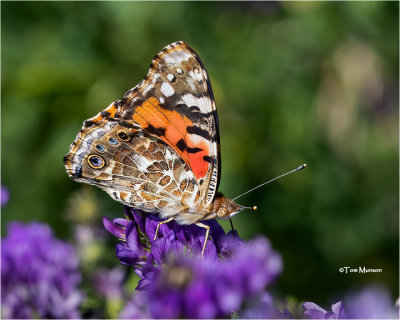  Painted Lady 