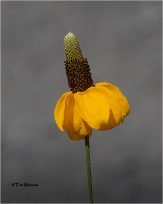  Mexican Hat