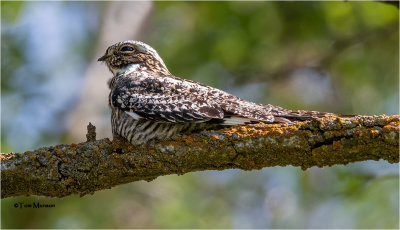  Common Nighthawk 