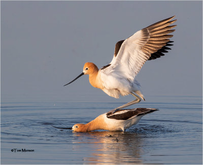American Avocets