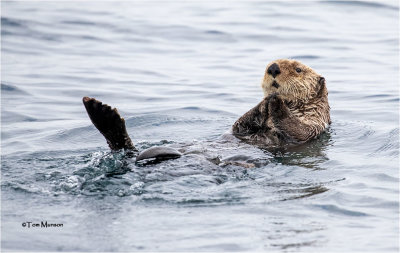  Sea Otter 