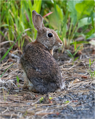  Cottontail Rabbit 