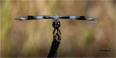  Eight-spotted Skimmer