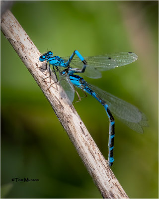  Boreal Bluet Damselflies