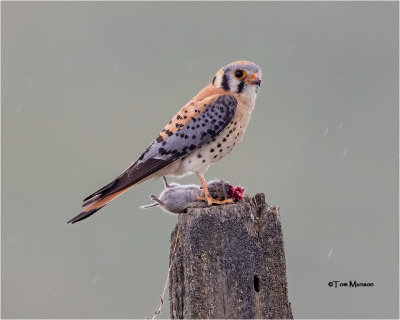 American Kestrel