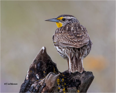  Western Meadowlark 