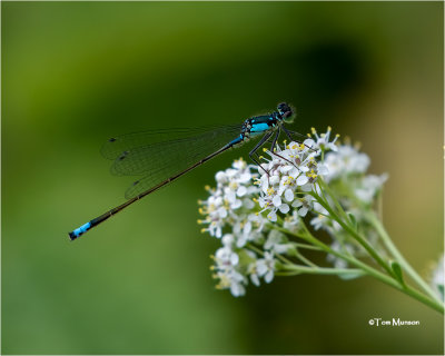 Pacific Forktail