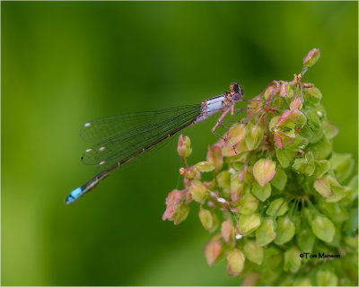 Pacific Forktail 