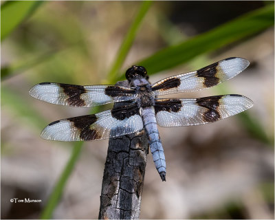  Eight-spotted Skimmer