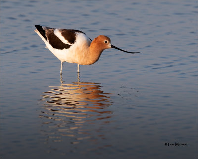  American Avocete 