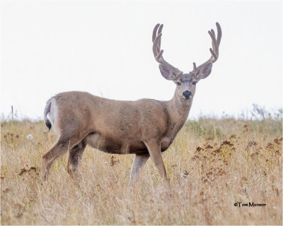  Mule Deer 