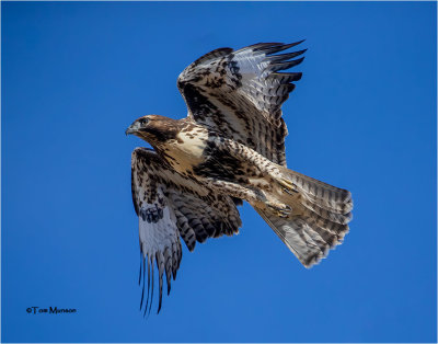  Redtailed Hawk 