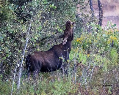  Cow Moose  