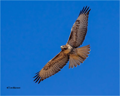  Red-tailed Hawk