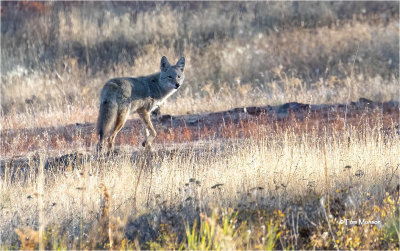  Coyote   (big crop)