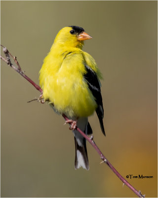  American Goldfinch 