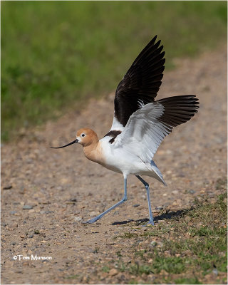  American Avocet 