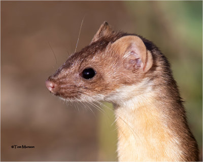  Long-tailed Weasel 
