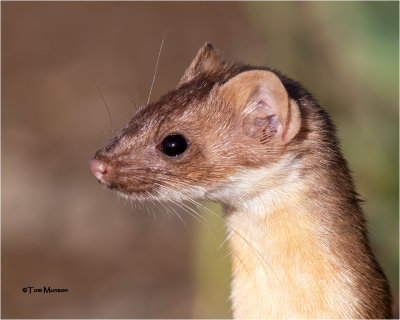 Long-tailed Weasel