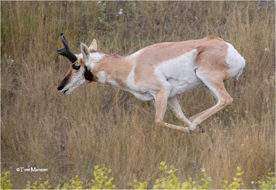  Pronghorn Antelope 