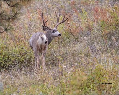  Mule Deer 