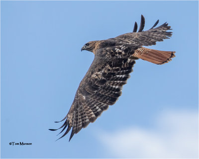  Red-tailed Hawk