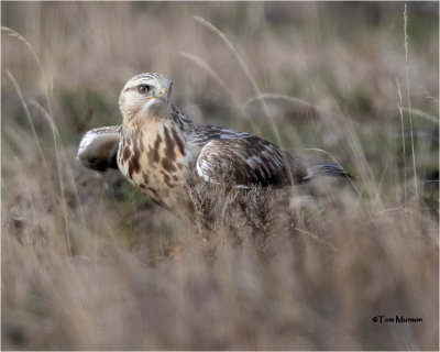  Rough-legged Hawk (my favorite winter raptor)
