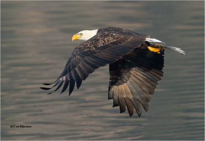  Bald Eagle 