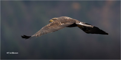  Bald Eagle 