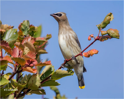  Cedar Waxwing 