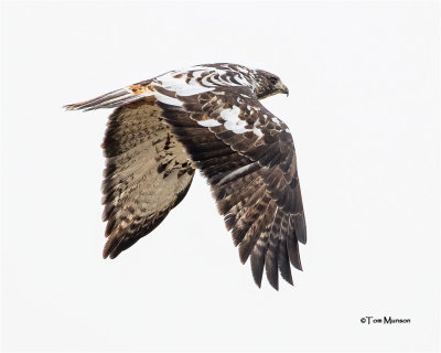  Red-tailed Hawk ( a different looking Red-tailed)