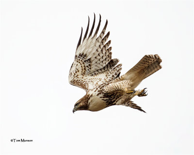 Red-tailed Hawk