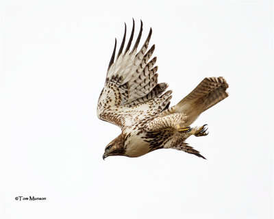  Red-tailed Hawk 