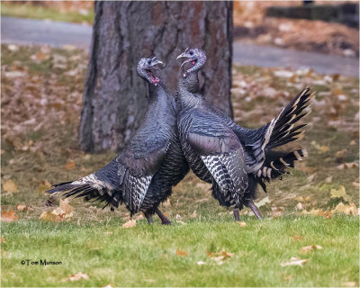 Turkey's ( they don't like each other)