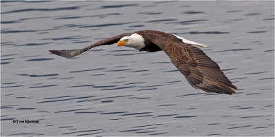  Bald Eagle 