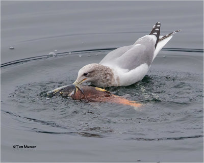  California Gull 