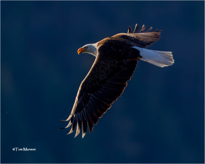  Bald Eagle 