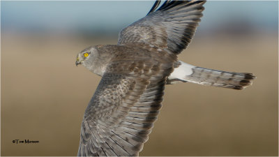  Northern Harrier 