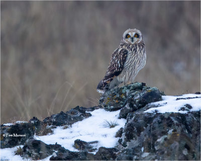  Short-eared Owl