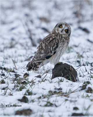 Short-eared Owl