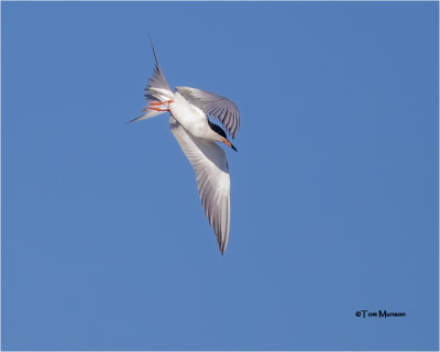  Forsters Tern 