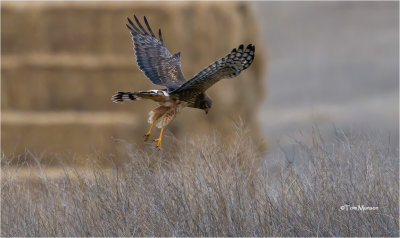  Northern Harrier 