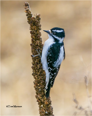Downy Woodpecker