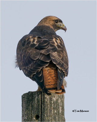  Red-tailed Hawk