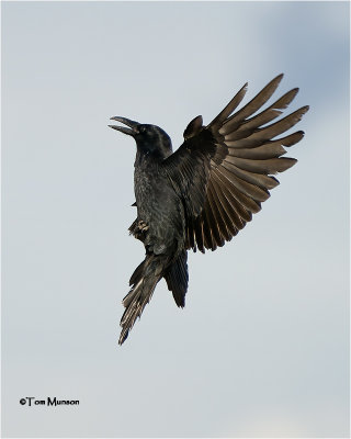 Common Raven (It's amazing how they can fly straight up)