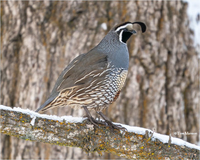  California Quail 