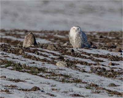  Snowy Owl (At last, found a Snowy this winter) Huge crop!!
