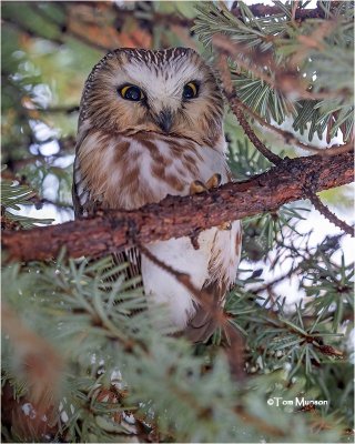  Northern Saw- whet Owl